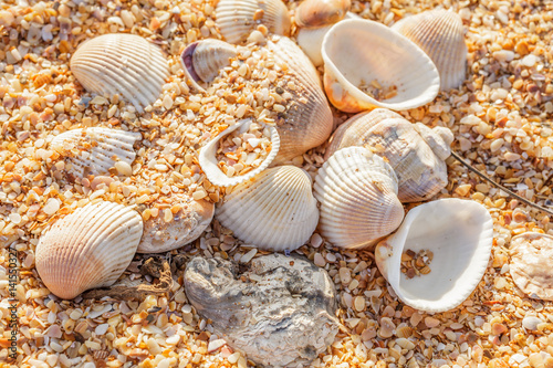 Shell molluscs on the beach