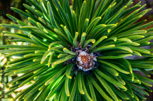Wallpaper Mural pine tree bud macro shot Torontodigital.ca