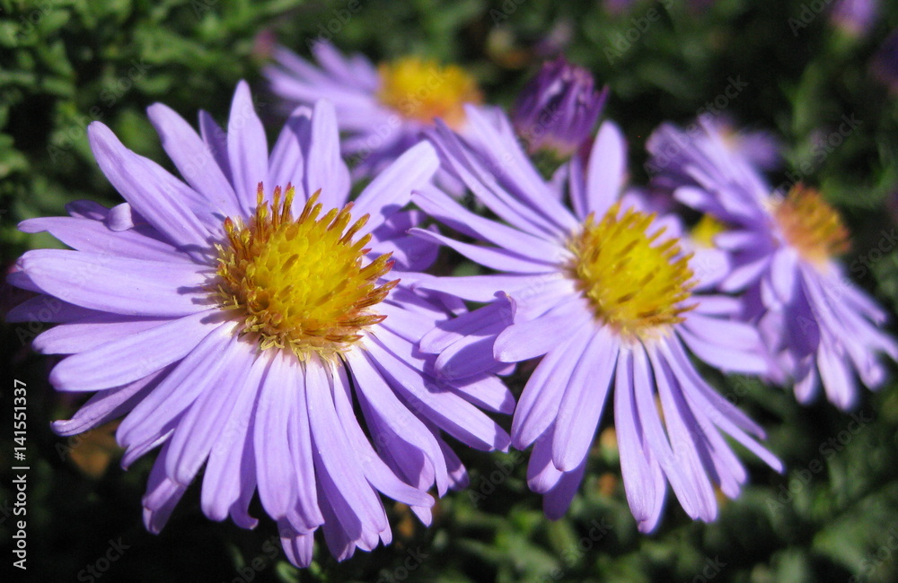 Beautiful bushy aster flower in a natural garden environment - sunny bright scene Beautiful bushy aster flower in a natural garden environment - sunny bright scene