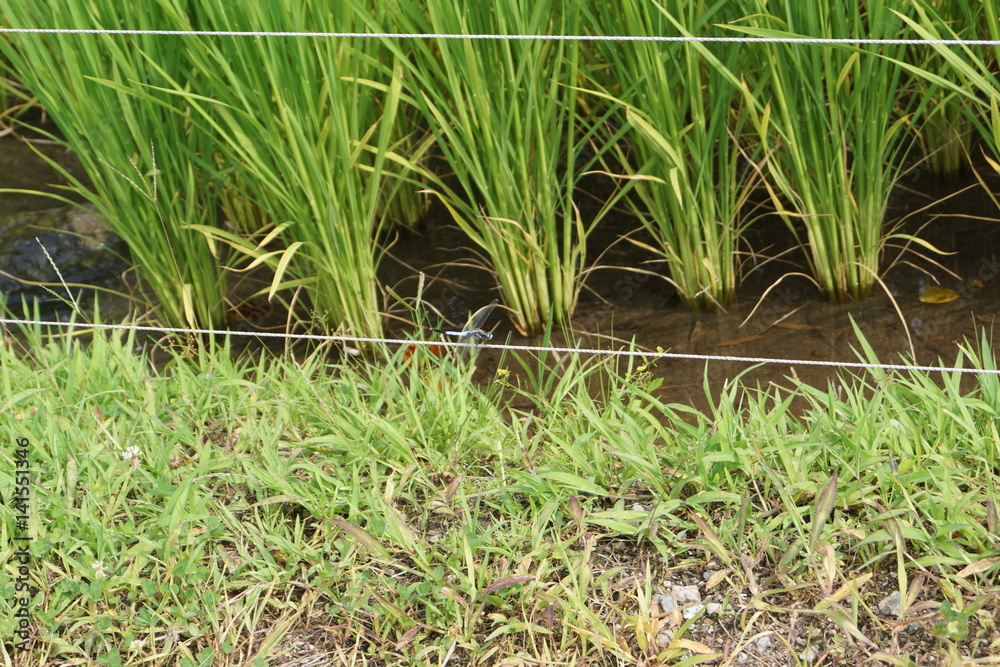 rice plantation detail rice plantation detail