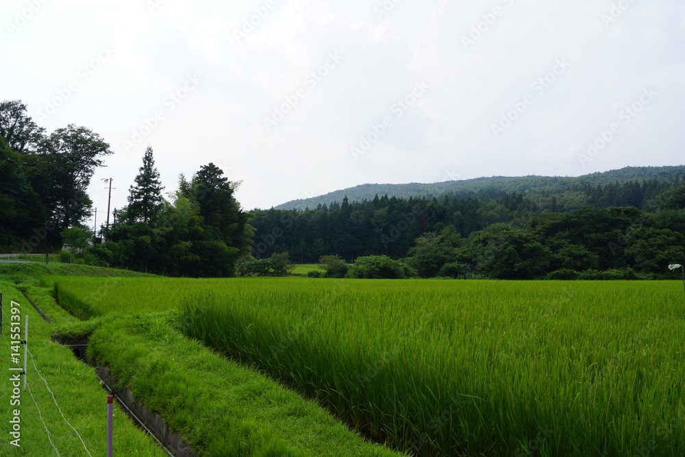 rice plantation detail