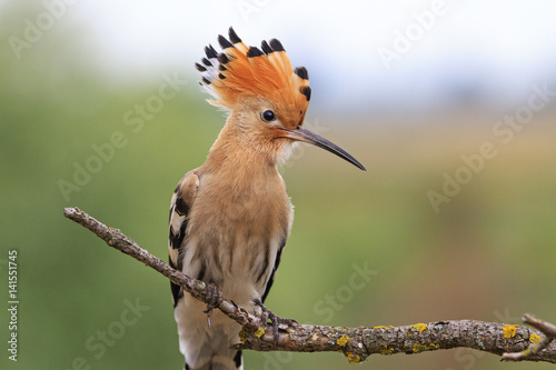 Upupa epops wild bird,unusual plumage, the bird of King Solomon