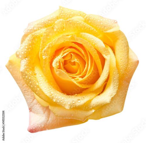Rose flower isolated on white