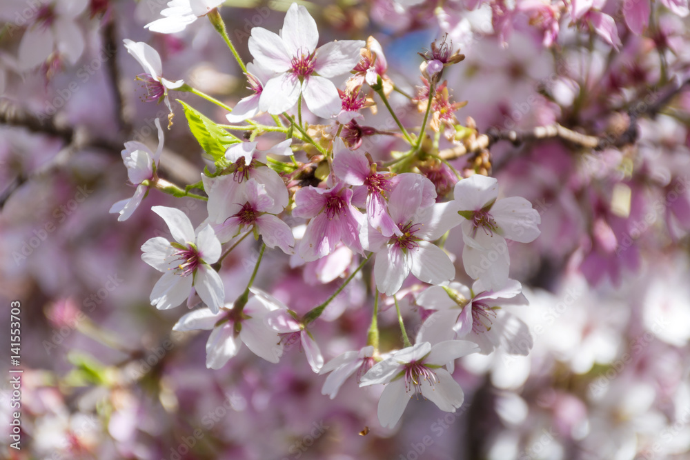 Spring almond blossoms, pink flowers on a blue sky background Spring almond blossoms, pink flowers on a blue sky background
