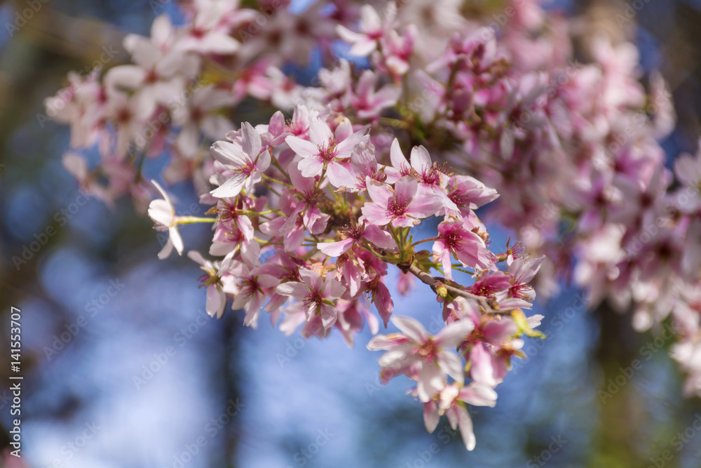 Spring almond blossoms, pink flowers on a blue sky background Spring almond blossoms, pink flowers on a blue sky background