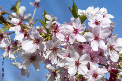 Spring almond blossoms  pink flowers on a blue sky background