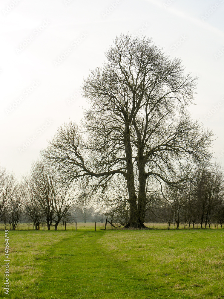 Obraz premium Beautiful Bare Tree