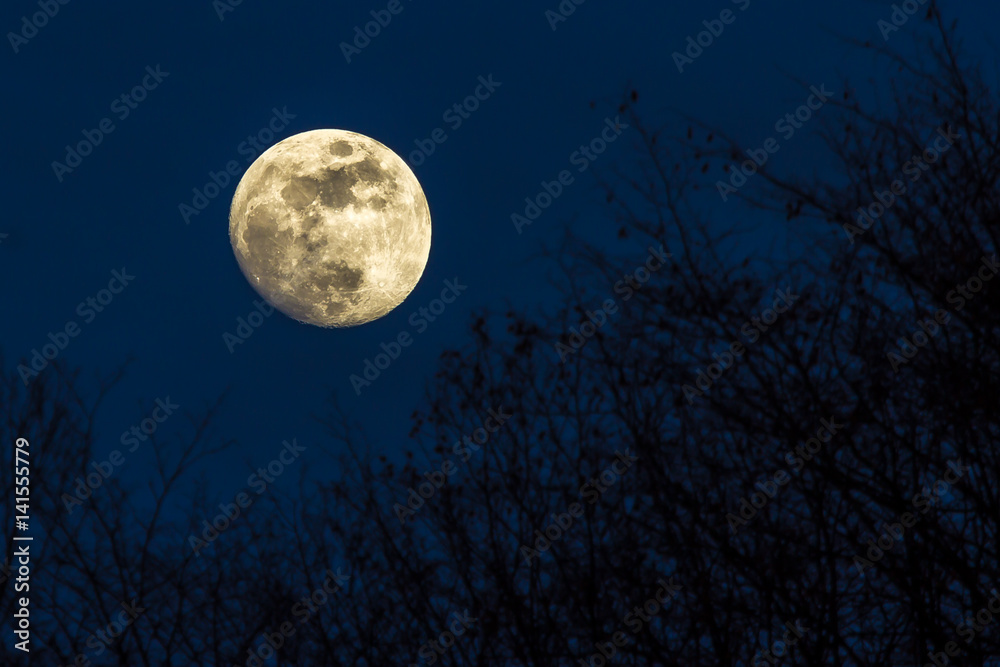 Full yellow moon with dark blue sky over a forest Full yellow moon with dark blue sky over a forest