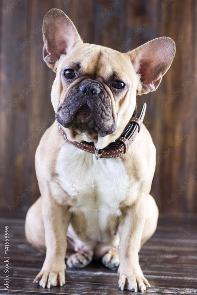 Cute fawn funny dog breed french bulldog sitting on a wooden brown rustic background, close-up