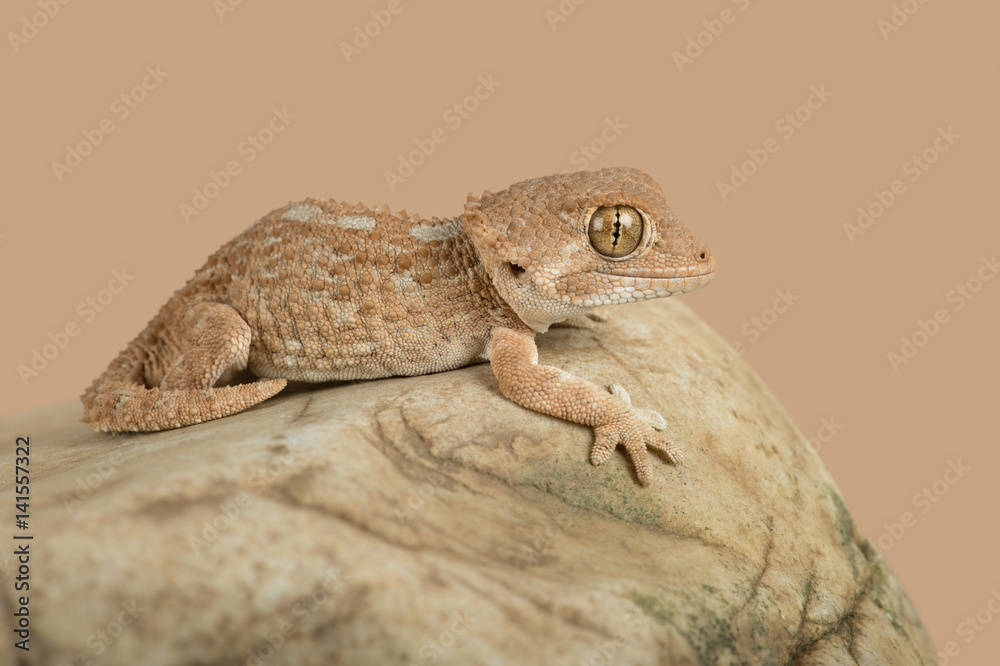 Naklejka premium Helmeted Gecko (Tarentola chazaliae)/Helmeted Gecko basking on smooth rock