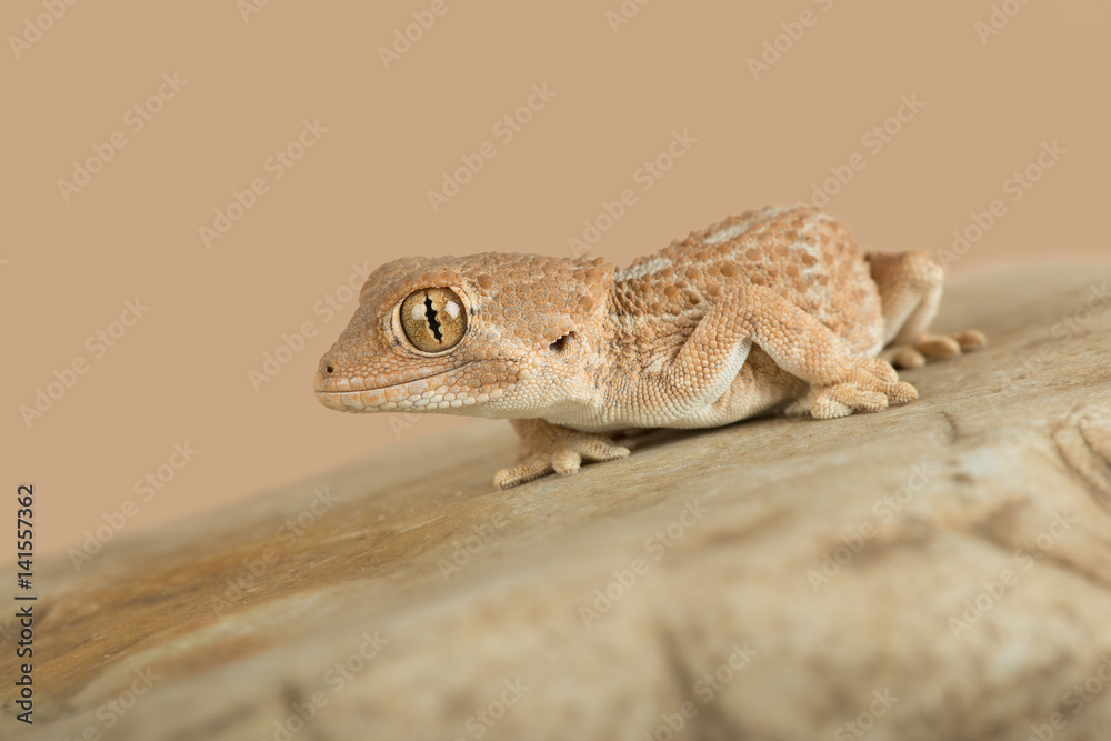 Fototapeta premium Helmeted Gecko (Tarentola chazaliae)/Helmeted Gecko basking on smooth rock