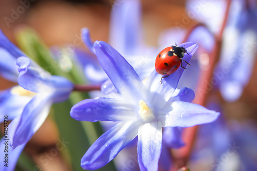 Ladybug