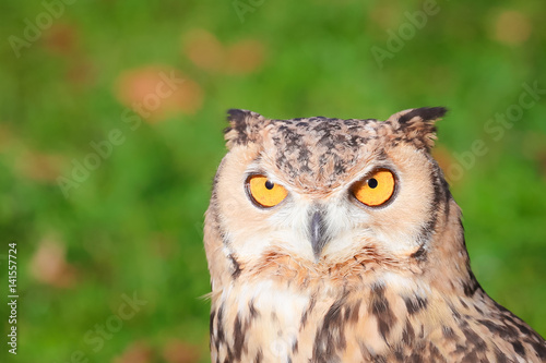 Owl © Gail
