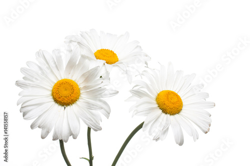 Beautiful white daisy flowers. Floral wallpaper 