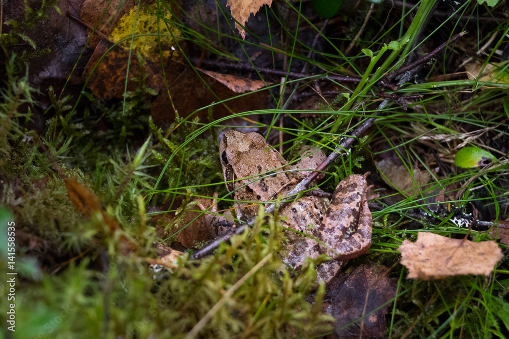 European Common Frog Photographed in Finland 2 European Common Frog Photographed in Finland 2