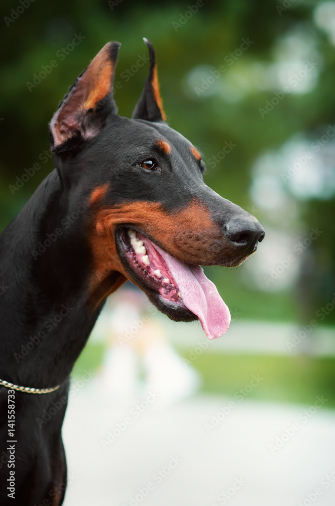 Closeup portrait of a black Doberman Pinscher with cropped ears in the Park with a chain on the neck
