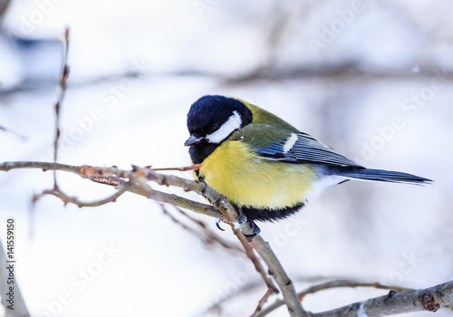 Blue tit (Parus caeruleus) perched on a frosty tree. Resort Belokurikha. Altai, Russia