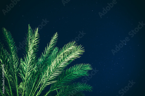 The palm and the night sky. Holiday background. Vacation in the tropics