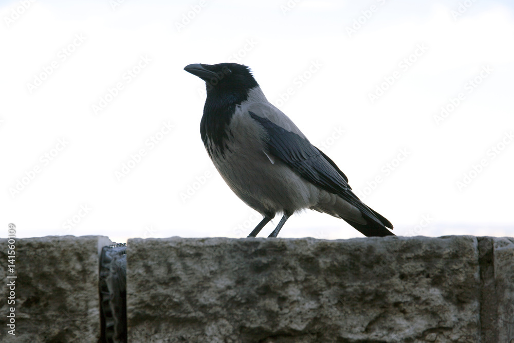 Old hooded crow walking in the castle bastion in Budapest Old hooded crow walking in the castle bastion in Budapest