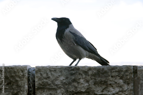 Old hooded crow walking in the castle bastion in Budapest