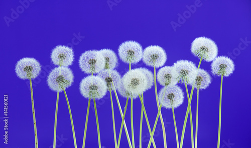 Fototapeta Naklejka Na Ścianę i Meble -  Dandelion flower on blue color background, group objects on blank space backdrop, nature and spring season concept.