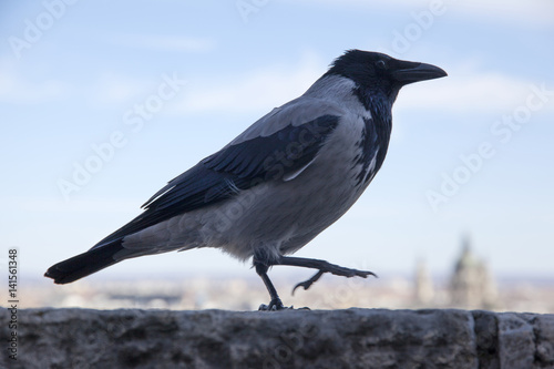 Close up of a corvus cornix aka crow in Budapest Hungary castle © acceptfoto