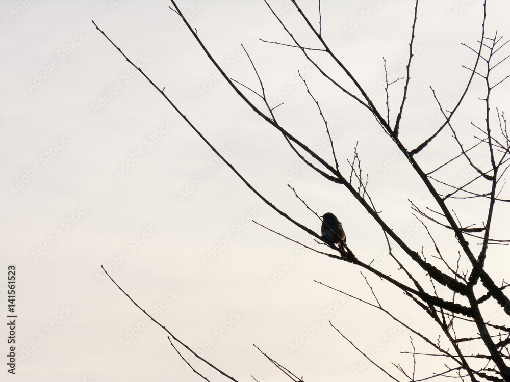 Bird in Tree at Sunset