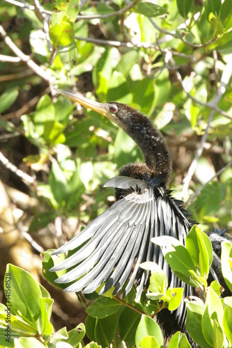 Anhinga snake bird sunning