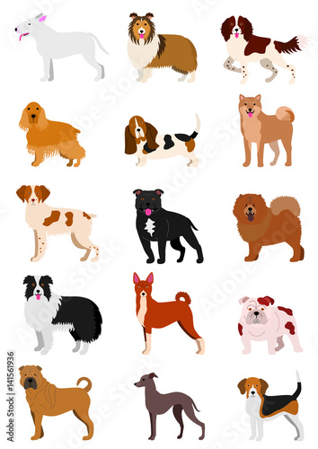 medium dog breeds set isolated on white