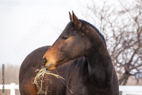 Fototapeta Naklejka Na Ścianę i Meble -  Closeup of a bay Thoroughbred OTTB with hay in his mouth in a paddock with white fencing and trees in the background.