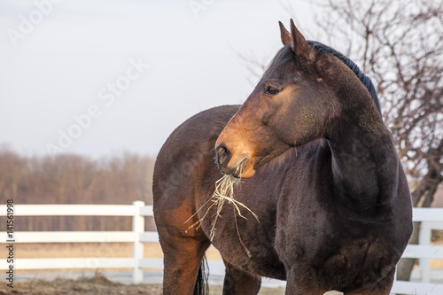 A bay Thoroughbred OTTB horse in a pasture with hay in his mouth in the winter or early spring before the grass is green.