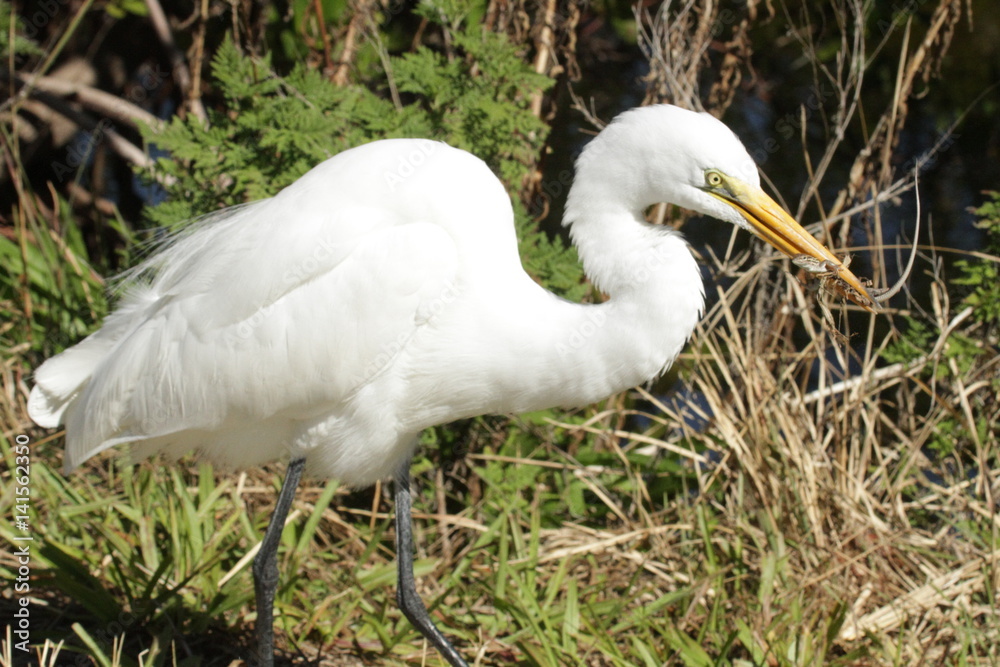 Fototapeta premium White snowy egret