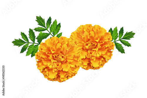 bright colorful flowers marigolds isolated on white background photo