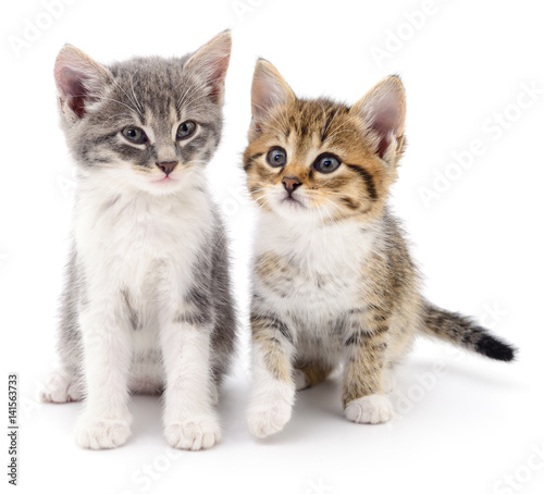 Two small kittens © Anatolii