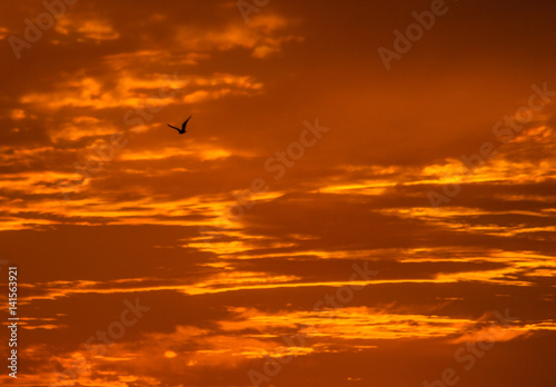 FLYING BIRD AT SUNSET