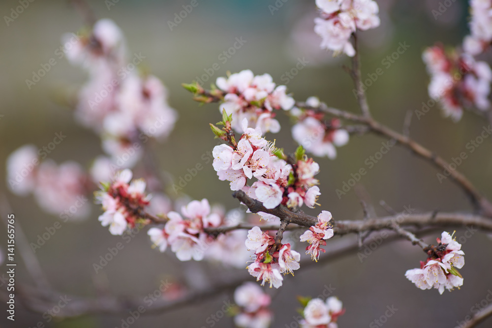 Malus pumila apple-tree in small DOF