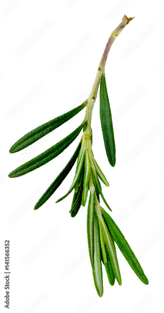 Obraz premium Fresh rosemary sprig small isolated