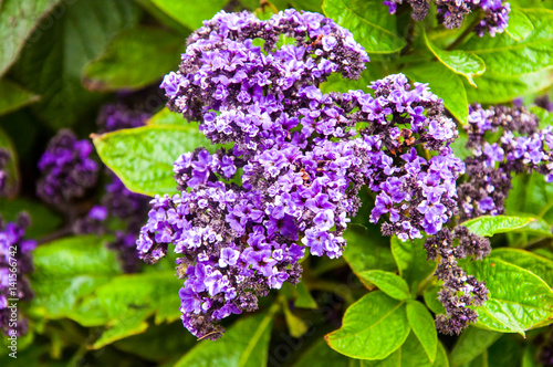 Lavender lilac flower photo