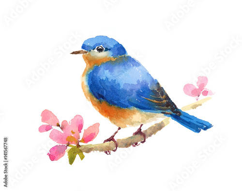 Watercolor Bluebird On Cherry Blossoms Branch Hand Painted Illustration isolated on white background