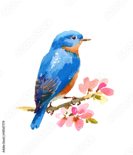 Watercolor Bluebird On Cherry Blossoms Branch Hand Painted Illustration isolated on white background