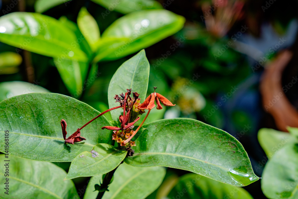 dying red ixora flower dying red ixora flower