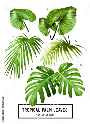 Tropical Vector Palm Leaves