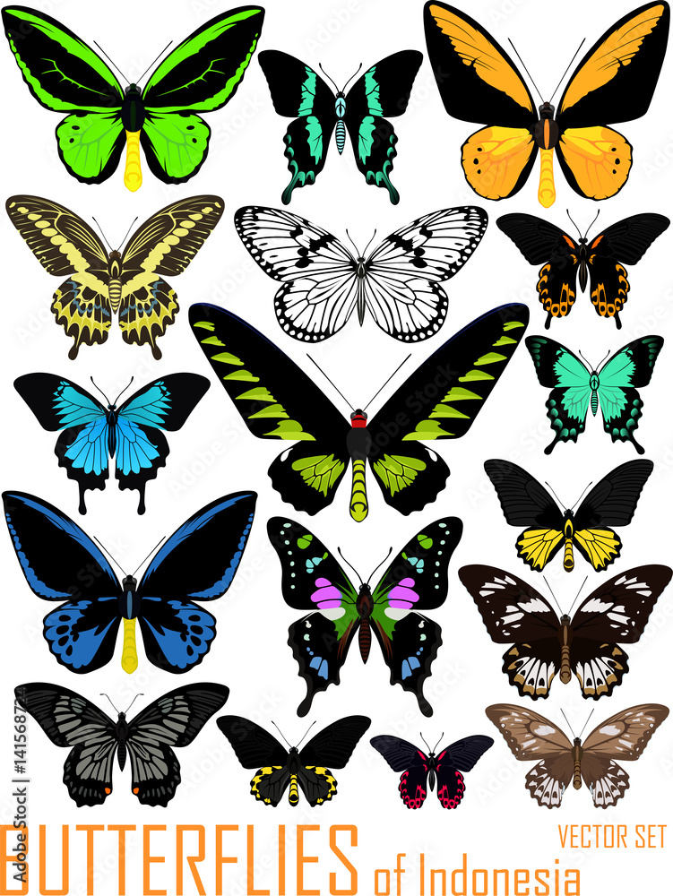 vector set of butterflies of Indonesia isolated on white vector set of butterflies of Indonesia isolated on white