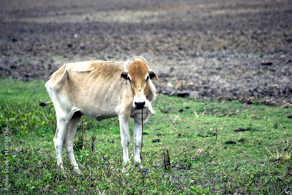 Cow, Zanzibar, Tanzania