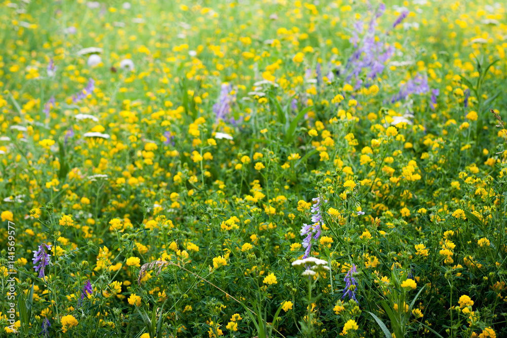 Wildflowers summer backgound