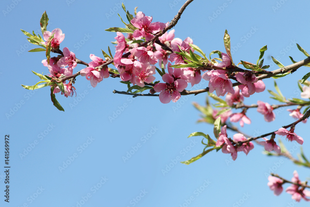 branch of a peach tree with pink flowers in a blue sky in spring branch of a peach tree with pink flowers in a blue sky in spring