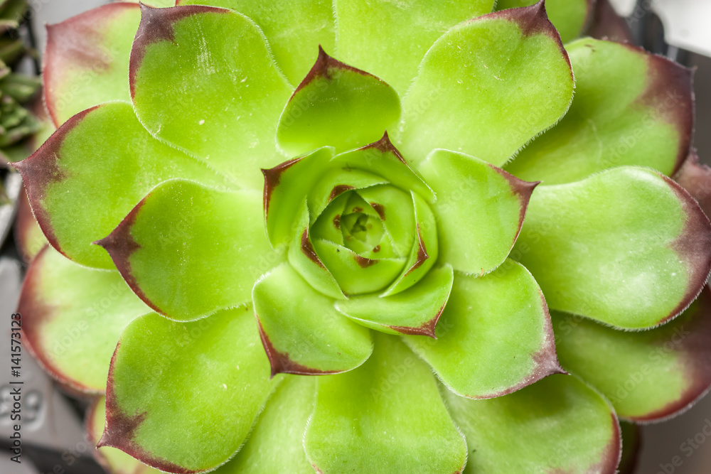 beautiful geometric succulent top view beautiful geometric succulent top view