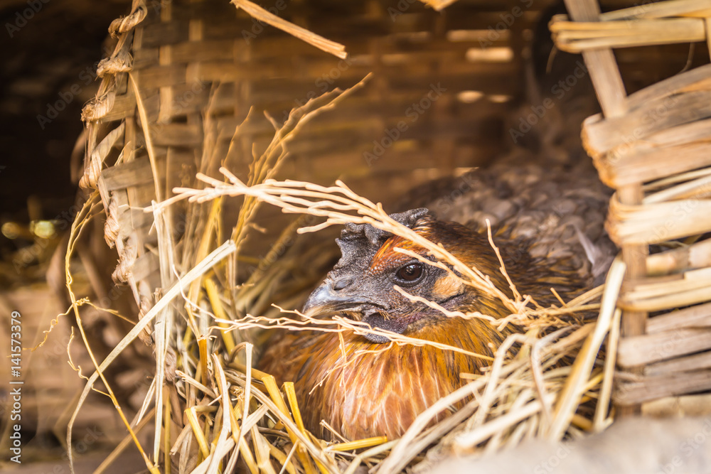 Hens hatch