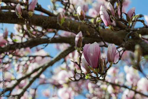 fleur, magnolia