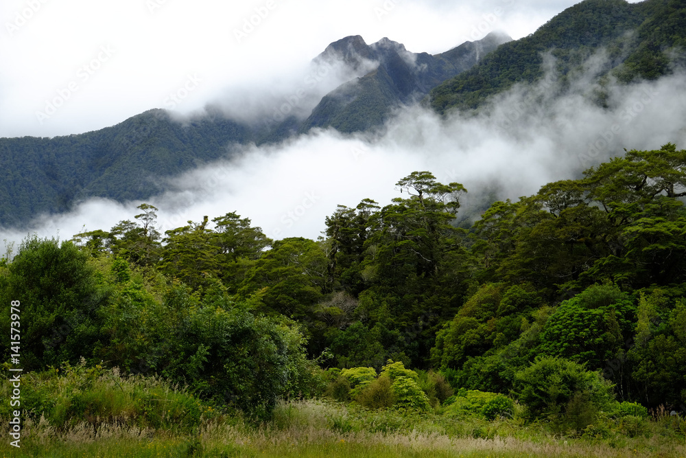 Mist clearing, native forest  West Coast NZ